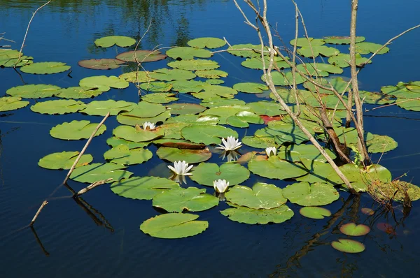 Lily pond — Stock Photo, Image
