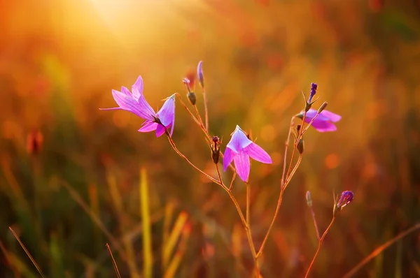 Kvetoucí zvonky — Stock fotografie