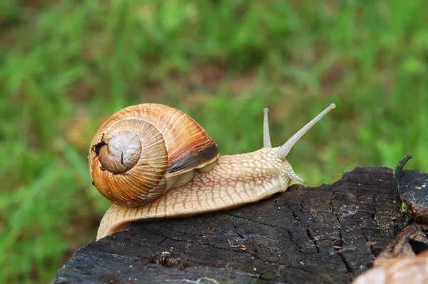 大蜗牛 — 图库照片