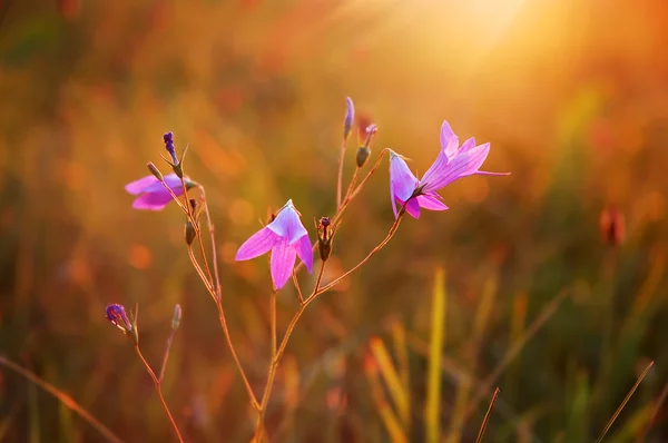 Çiçek açan bluebells — Stok fotoğraf
