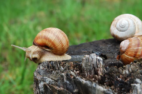 Big snails — Stock Photo, Image