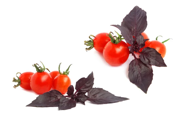 Basilika och tomater — Stockfoto