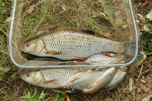 Fish in net — Stock Photo, Image