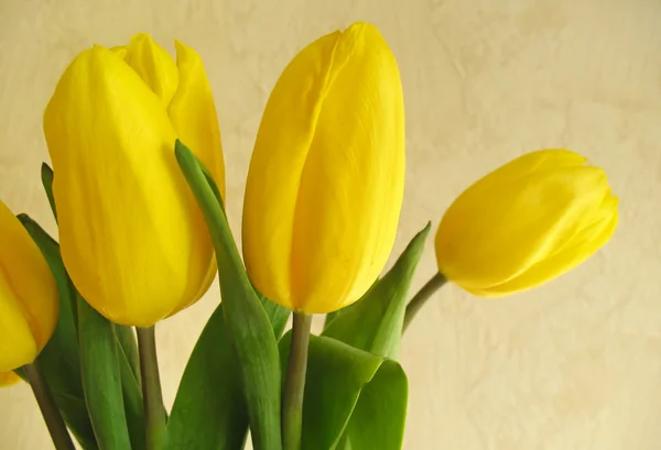 노란색 튤립 꽃다발 — 스톡 사진