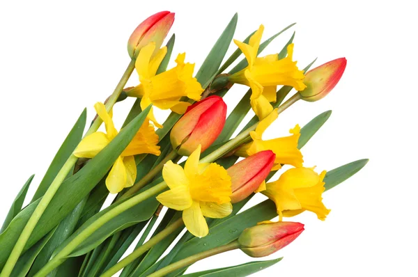 Czerwone tulipany i żółty Narcyz — Zdjęcie stockowe