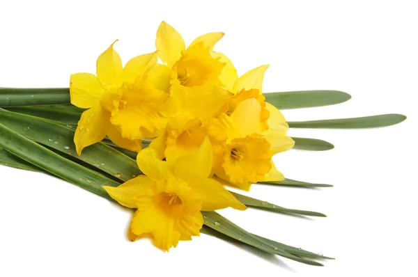 Yellow narcissus — Stock Photo, Image
