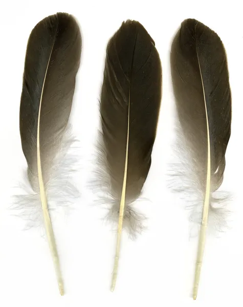 Three feathers — Stock Photo, Image
