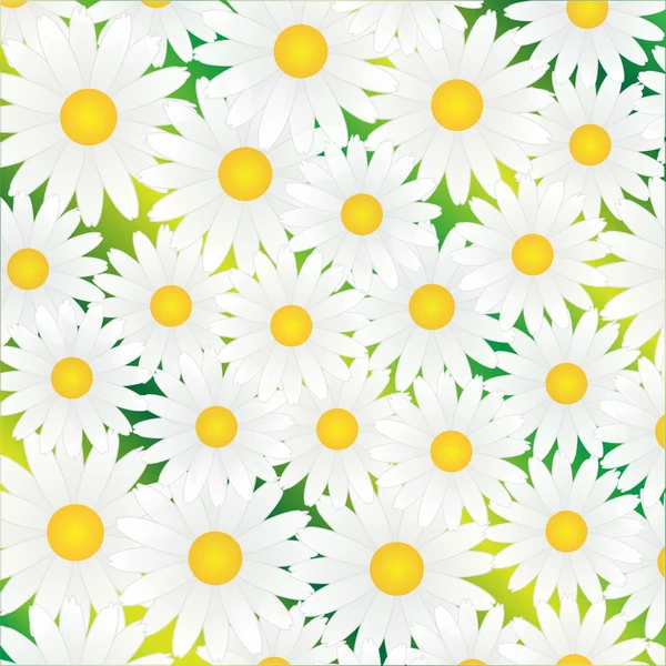 Camomille blanche — Image vectorielle