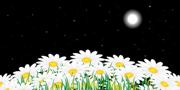 Chamomile and night — Stock Vector