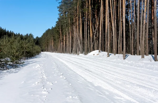 Winter forest weg — Stockfoto