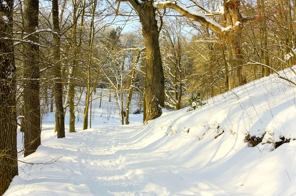 Téli kerti ösvény — Stock Fotó