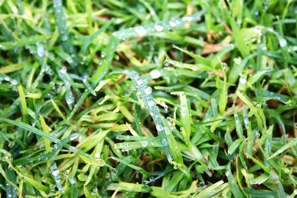 Tropfen auf dem grünen Gras — Stockfoto