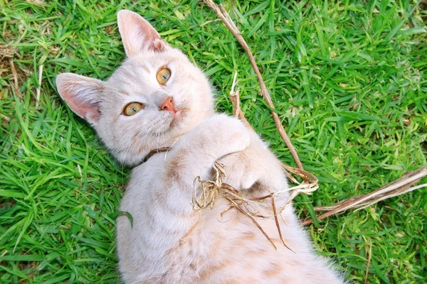 Tawny kot — Zdjęcie stockowe