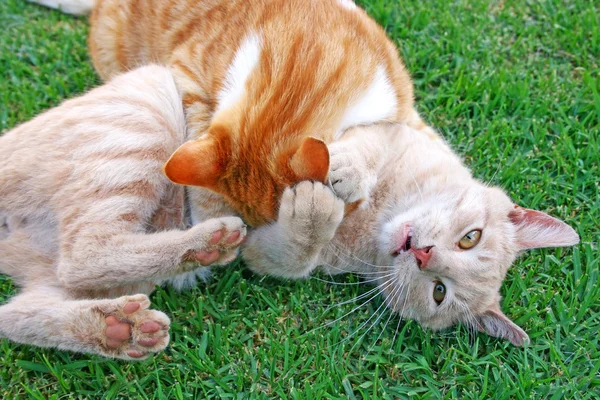 A brincar aos gatos — Fotografia de Stock