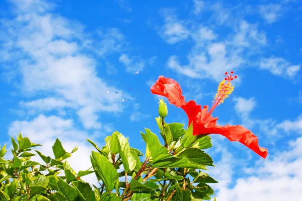 Flor vermelha de Hibisco — Fotografia de Stock