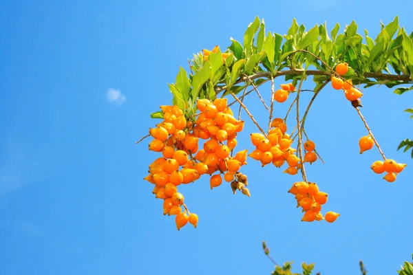 Tropická květina ovoce — Stock fotografie