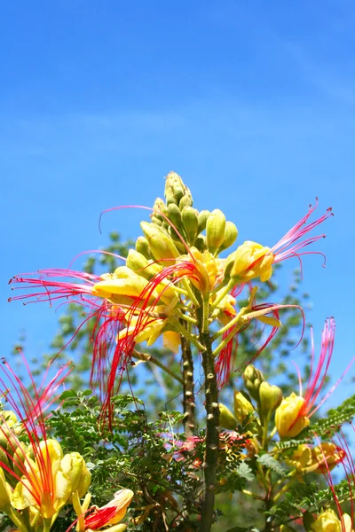 Χαρουπιών τροπικό λουλούδι — Φωτογραφία Αρχείου