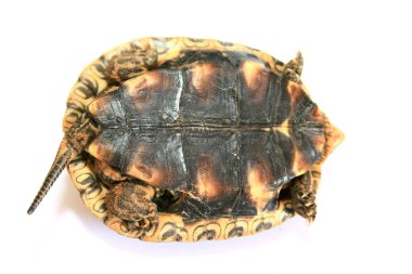 Kaplumbağa