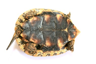 Turtle clipart