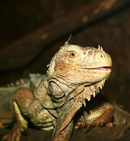 Iguana — Stockfoto