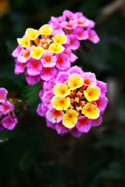 Lantana çiçekler