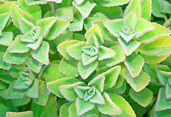 stock image Leaves