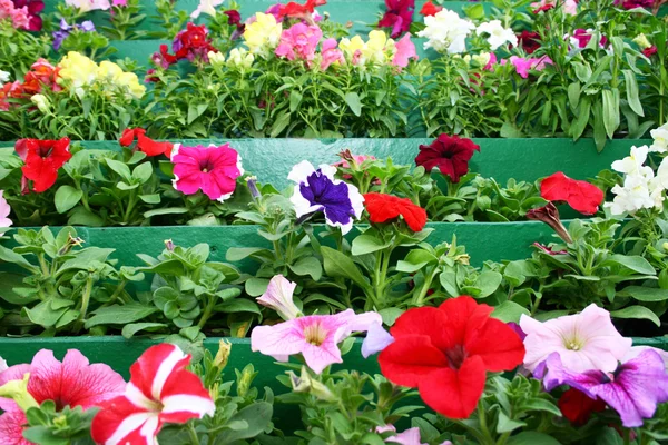 Flores de geranio —  Fotos de Stock