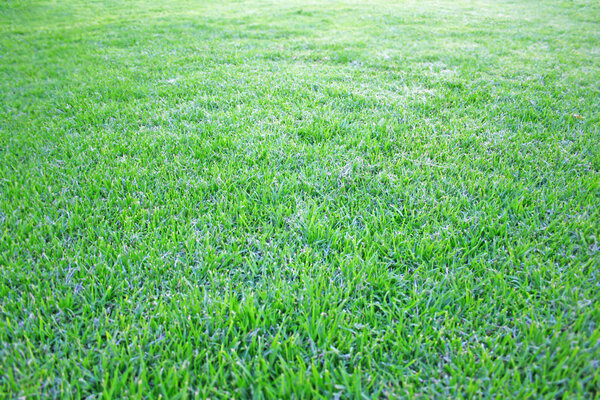 Green grass as a background.