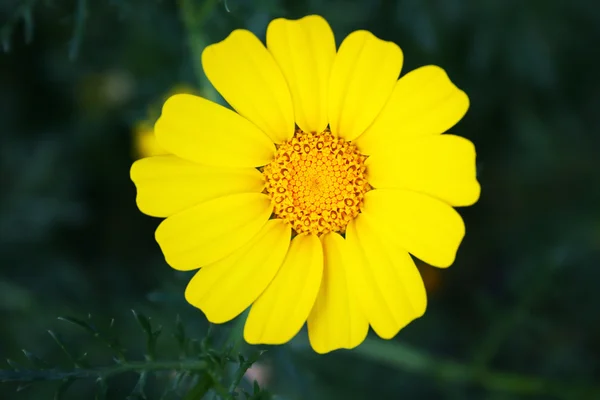 Yellow daisy — Stock Photo, Image