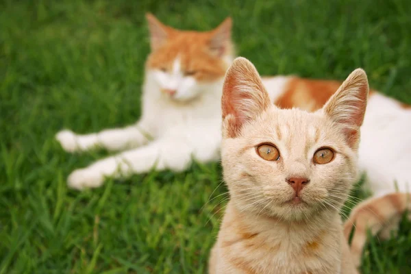 Tawny i czerwony koty — Zdjęcie stockowe