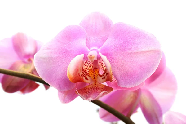 stock image Orchid