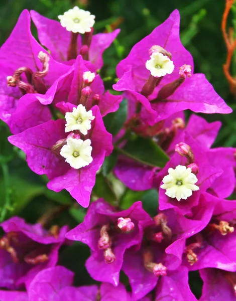 Bougainvillea virágok — Stock Fotó