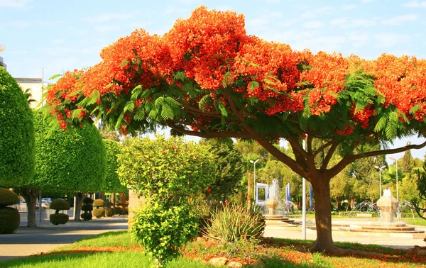 Flores de pavão na árvore poinciana — Fotografia de Stock