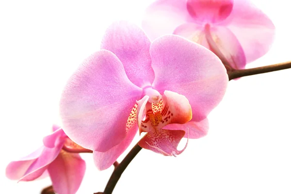 stock image Orchid