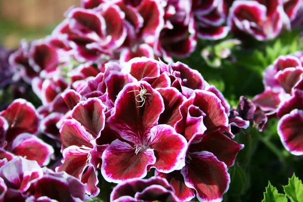 Цветы герань — стоковое фото