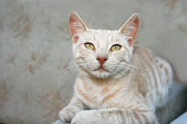 Кошка Тахси — стоковое фото