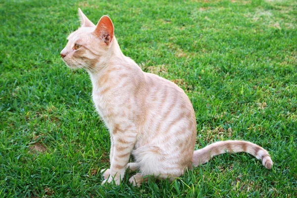 Tawny gatto — Foto Stock