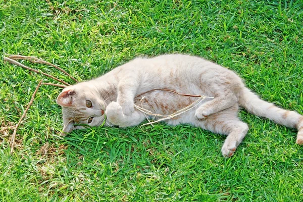 Tawny kot — Zdjęcie stockowe
