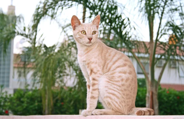 黄褐色の猫 — ストック写真