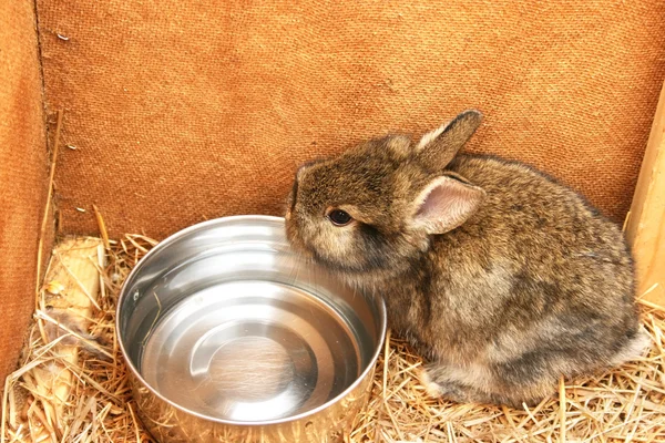 Młodego królika — Zdjęcie stockowe
