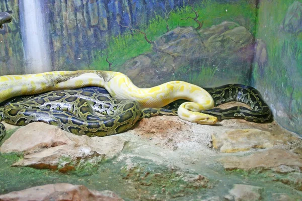 蛇 — 图库照片