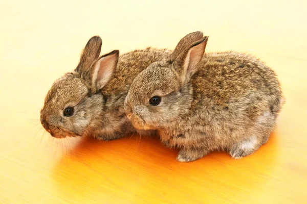 Jeunes lapins — Photo