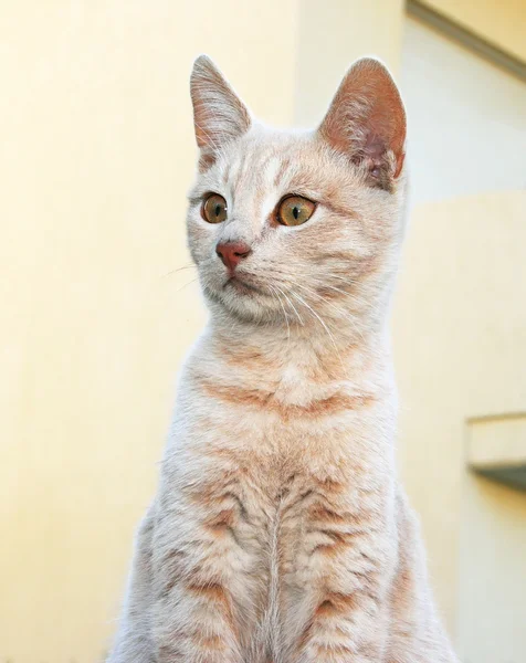 Tawny cat — Stock Photo, Image