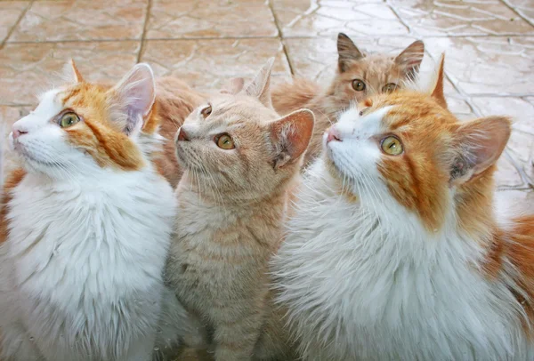 Cats behind window — Stock Photo, Image