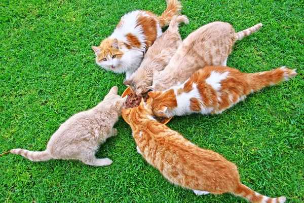 Alimentazione dei gatti — Foto Stock