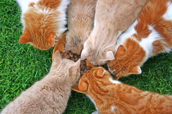 Alimentación de gatos —  Fotos de Stock
