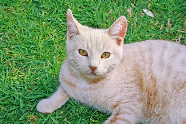 Tawny gatto — Foto Stock