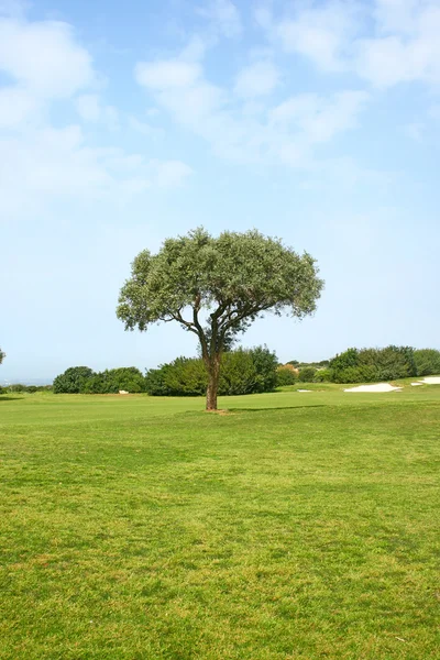 Baum auf Feld — Stockfoto
