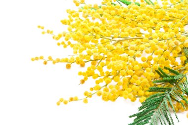 Mimosa clipart