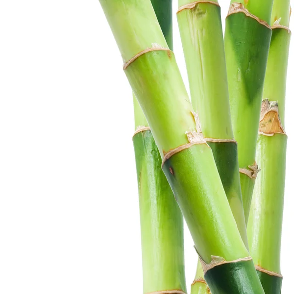 Stock image Bamboo